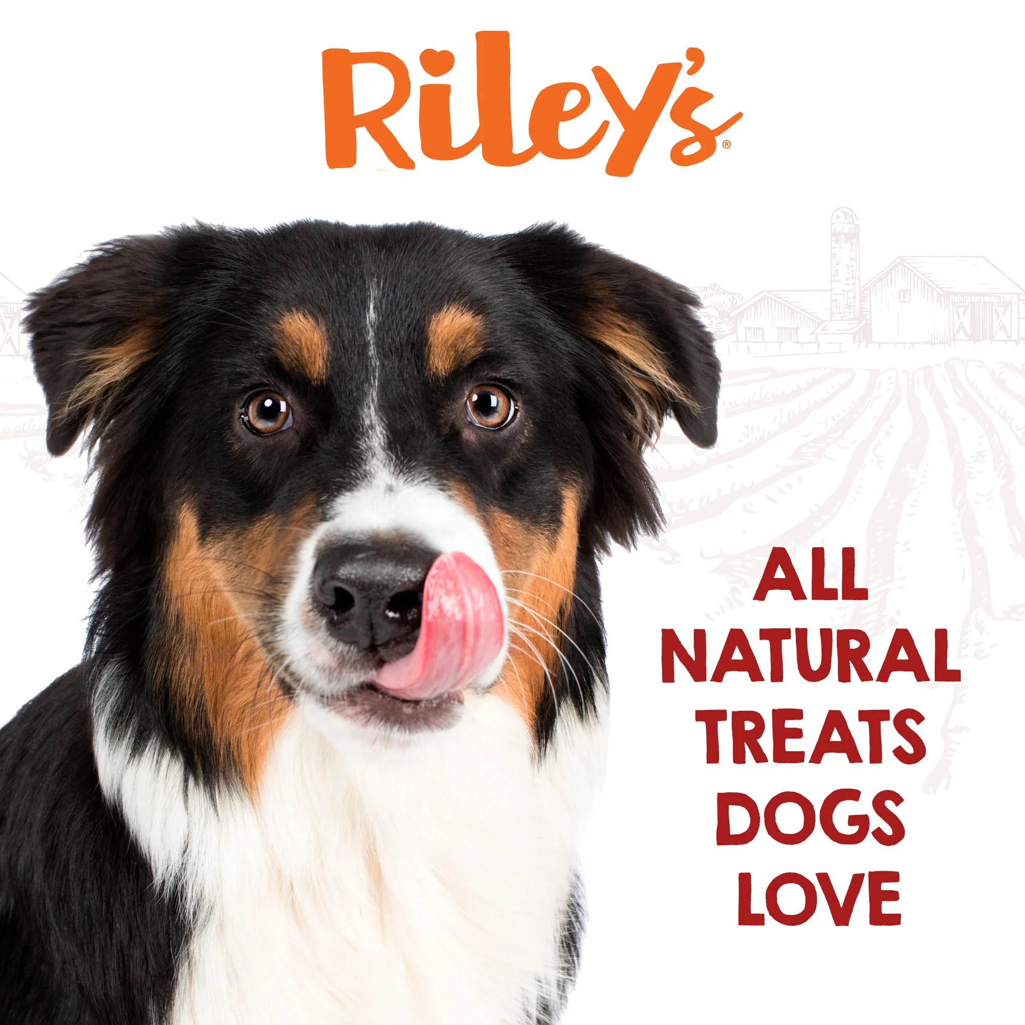 Cod Skins for Dogs (10 inch sticks, Pack of 2) - Image 6